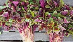 4 loại rau 'rẻ như bèo' chớ dại bỏ qua vì được ví 'bổ như thuốc'