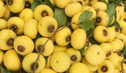 Thị rất tốt cho sức khỏe nhưng sẽ gây hại nếu ăn sai cách