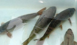 1 bộ phận của con cá ai cũng vứt đi nhưng lại có tác dụng tuyệt vời với sức khỏe