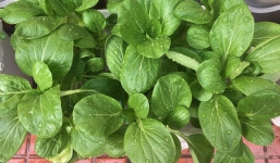 Những người tuyệt đối không nên ăn rau cải 