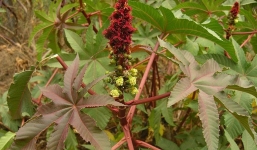 Phát hiện loài cây độc gấp 6.000 lần xyanua trong bồn hoa công cộng