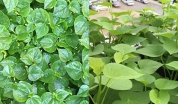 2 loại rau mọc đầy vườn tốt như thần dược, ra chợ gặp nhớ mua ngay