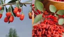 Loại quả bán đầy ngoài chợ không mấy người mua nhưng lại được ví như 'thần dược' của sức khỏe