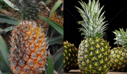 Những sai lầm khi ăn dứa nên bỏ ngay kẻo lợi bất cập hại: Cái thứ 2 nhiều người hay mắc phải