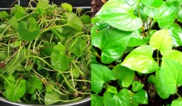 Mùa hè ra chợ thấy 4 loại rau này hãy mua ngay, giá vừa rẻ lại như thần dược ngày nắng nóng