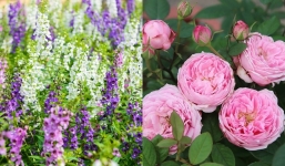 5 loại hoa nên trồng vào mùa hè vừa dễ chăm sóc lại nở đẹp rực rỡ