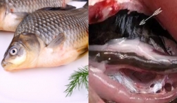 Ngon đến mấy cũng không nên ăn 4 bộ phận này của cá kẻo mang bệnh vào người