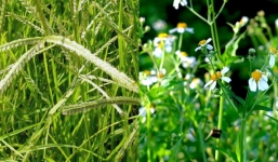 2 loại cây mọc đầy đường cho không ai lấy được ví như 'thần dược', các chị em chớ bỏ qua