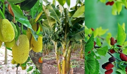 5 loại cây không nên trồng trước nhà kẻo rước xui xẻo, loại thứ 2 nhiều người mắc phải