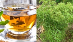 Cây đinh lăng - 'nhân sâm' của người nghèo, vị thuốc bổ cho sức khỏe