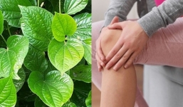 Cây lá lốt: Loại thuốc quý cho người bị đau nhức xương khớp