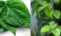 Lá trầu không: Dược liệu dân gian tốt cho chị em phụ nữ