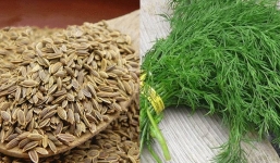 Cây thì là: Loại rau rẻ tiền giàu dinh dưỡng, thảo dược quý trị nhiều bệnh