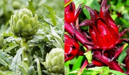 Cây atisô: 'Thần dược' tuyệt vời chữa lành cơ thể