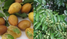 Cây quất hồng bì: Vị thuốc Đông y với công dụng tuyệt vời