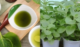 Cây húng chanh: Thảo dược quý tốt cho sức khỏe mỗi nhà nên trồng 1 cây