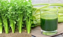 Cây cần tây: Cứu tinh cho phái đẹp, vị thuốc tự nhiên an toàn