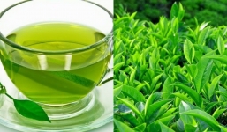Lá trà xanh: Món quà ý nghĩa của thiên nhiên với công dụng tuyệt vời cho sức khỏe