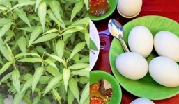 Rau răm: Tác dụng kháng viêm, hỗ trợ tiêu hóa cực tốt