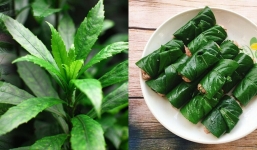 Cây xương sông: Loại cây mọc đầy vườn lại là vị thuốc quý trong y học cổ truyền