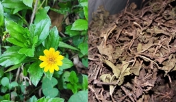 Tác dụng cây sài đất: Loại cây mọc đầy vệ đường được săn tìm nhiều vào mùa hè