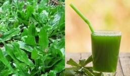 Loại rau mọc đầy vườn, vài nghìn một mớ có tác dụng như 'thần dược', nên trồng trong nhà
