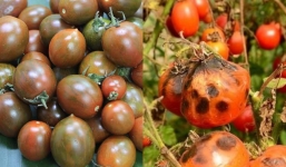 Cà chua có dấu hiệu này bỏ ngay không ăn vì cực độc, loại thứ 2 nhiều người vẫn mắc phải