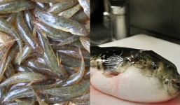 2 loại cá nhiều nhà hay ăn mà không hề biết đang âm thầm phá hủy sức khỏe