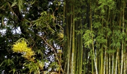 Lý giải bí ẩn về điềm báo gở khi cây tre nở hoa không phải ai cũng biết