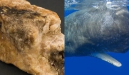 Đi biển, người đàn ông đổi đời sau khi va phải 'báu vật' hiếm có khó tìm