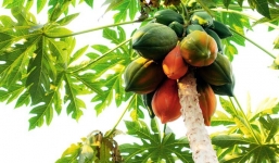 Loại quả trồng đầy ở quê, giá rẻ như cho nhưng lại là 'kẻ thù' của ung thư nên ăn hàng ngày