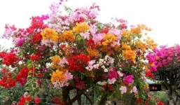 Tưới 2 loại nước này đảm bảo hoa giấy ra hoa quanh năm, nở rực rỡ