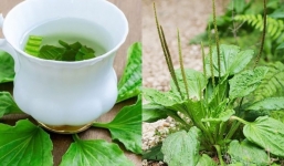 Loại cây mọc dại cho không ai lấy hóa ra lại tốt như 'tiên dược', nhiều người không biết để dùng