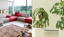 Trong nhà xuất hiện 5 dấu hiệu này cảnh báo điềm xấu sắp ập đến gia chủ