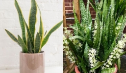 Trong nhà thấy cây lưỡi hổ ra hoa, gia chủ nên vui hay nên buồn, điềm gì đang tới?