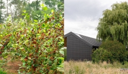 Loại cây nhiều người trồng trước nhà hóa ra mang ý nghĩa 'xui xẻo', biết được nên bỏ ngay