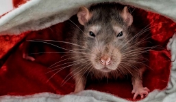Sự thật đằng sau truyền thuyết 'nổi da gà' về Vua Chuột