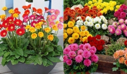 Muốn hoa nở đúng dịp Tết, ngay bây giờ hãy trồng 3 loại hoa này vừa đẹp vừa rước tài lộc vào nhà