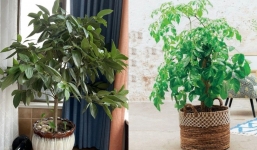 Đặt 2 loại cây này trong phòng khách giúp gia chủ hút tài lộc, hạnh phúc viên mãn