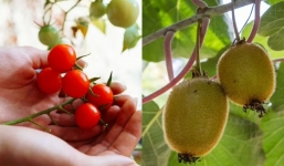 Muốn 'khỏe như Thánh Gióng' suốt mùa đông đừng bỏ qua 10 loại trái cây và rau củ này