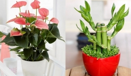 Năm 2024, nên trồng 3 loại cây này trong nhà sẽ giúp gia chủ hút tài lộc, tiền nhiều như 'nước sông Đà'