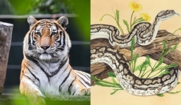 Sau ngày 5/1, 2 con giáp được quý nhân phù trợ, tiền tiêu không hết, 1 tuổi lận đận chưa thể thoát nghèo