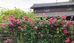 Không phải nước hay phân bón, chỉ cần tưới thứ nước này đàm bảo hoa hồng nở đúng dịp Tết