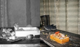 Máy quay lén ghi lại những hành vi đáng kinh ngạc của con chuột mỗi đêm tại nhà ngoài sức tưởng tượng