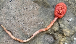 Đang đi biển, người phụ nữ tá hóa phát hiện sinh vật bí ẩn hình dạng như người ngoài hành tinh 