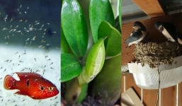 Thấy trong nhà xuất hiện 6 điều này, gia chủ chuẩn bị 'túi ba gang' đựng tiền vì sắp có thần tài gõ cửa