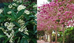 Nếu trong nhà có 3 cây này, gia chủ sẽ giàu có, con cháu 3 đời tiền tiêu không hết