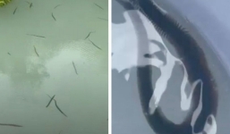 Đi câu cá, ngư dân phát hoảng khi chứng kiến cảnh tượng rùng mình, ai nhìn vào cũng nổi da gà