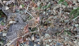 Chú chó đánh hơi điều lạ trong đống lá, cô gái tá hỏa đứng không vững khi phát hiện 1 sinh vật bí ẩn nhìn chằm chằm vào mình