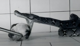 Rùng mình với video quay chậm cách con rắn sát thủ hạ gục con mồi trong tích tắc